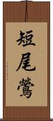 短尾鶯 Scroll