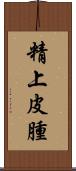 精上皮腫 Scroll