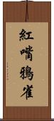 紅嘴鴉雀 Scroll