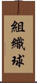 組織球 Scroll