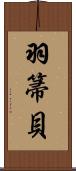 羽箒貝 Scroll