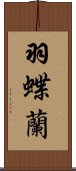 羽蝶蘭 Scroll