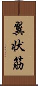 翼状筋 Scroll