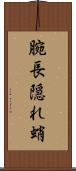腕長隠れ蛸 Scroll