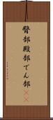 臀部 Scroll