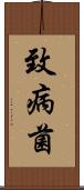 致病菌 Scroll