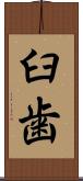 臼歯 Scroll