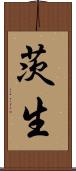 茨生 Scroll