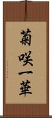 菊咲一華 Scroll