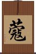 蔻 Scroll