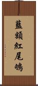 藍額紅尾鴝 Scroll