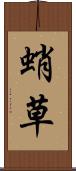 蛸草 Scroll