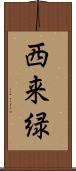 西来緑 Scroll