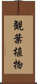 観葉植物 Scroll