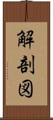 解剖図 Scroll
