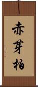 赤芽柏 Scroll