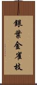 銀葉金雀枝 Scroll