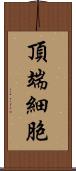 頂端細胞 Scroll