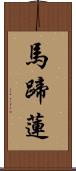 馬蹄蓮 Scroll