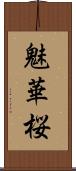 魅華桜 Scroll