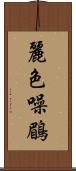 麗色噪鶥 Scroll