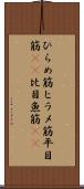 ひらめ筋 Scroll