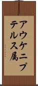 アウケニプテルス属 Scroll