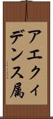 アエクィデンス属 Scroll