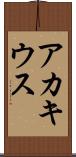 アカキウス Scroll