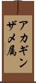 アカギンザメ属 Scroll