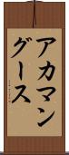 アカマングース Scroll