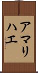 アマリハエ Scroll
