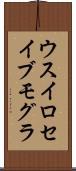ウスイロセイブモグラ Scroll