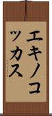 エキノコッカス Scroll