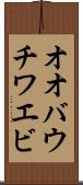 オオバウチワエビ Scroll