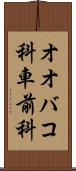 オオバコ科 Scroll