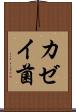 カゼイ菌 Scroll