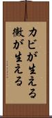 カビが生える Scroll
