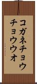 コガネチョウチョウウオ Scroll