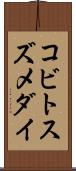 コビトスズメダイ Scroll