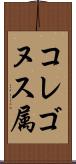コレゴヌス属 Scroll