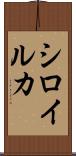 シロイルカ Scroll