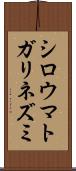シロウマトガリネズミ Scroll