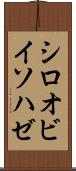 シロオビイソハゼ Scroll