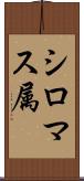 シロマス属 Scroll