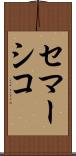 セマーシコ Scroll