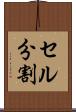セル分割 Scroll
