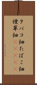 タバコ畑 Scroll