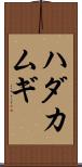ハダカムギ Scroll