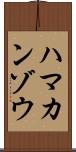 ハマカンゾウ Scroll